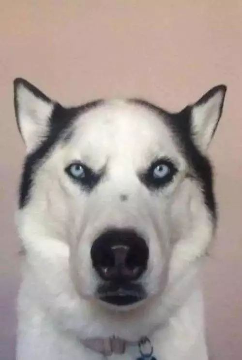 狗子毛色发亮,狗子毛色发红