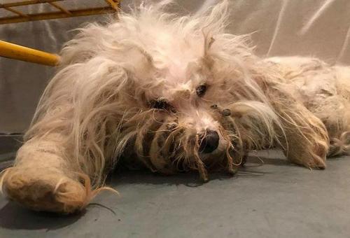 体味重的狗狗,家里狗狗体味重怎么办