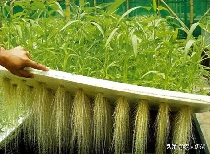 鱼塘水培空心菜教学视频,鱼塘水培空心菜能完全泡水里吗