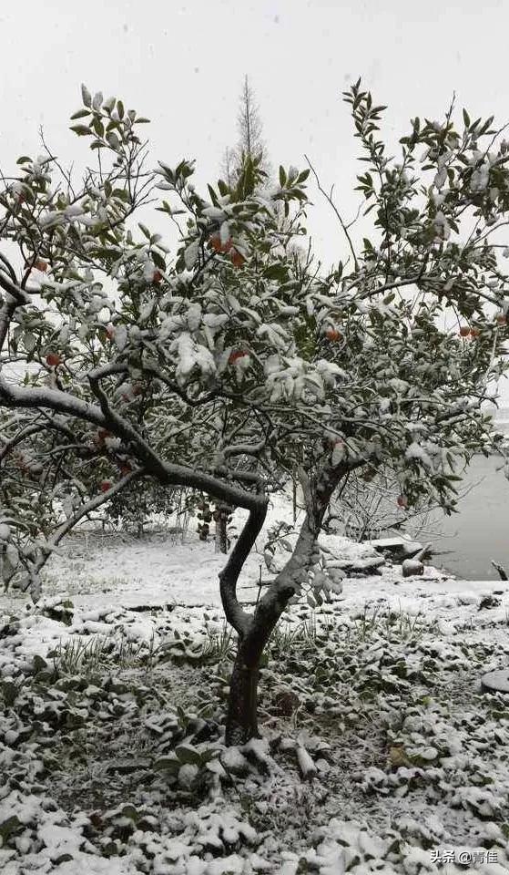 桃树和桔子树哪个更容易存活一些,桃树盆景桔子树盆景