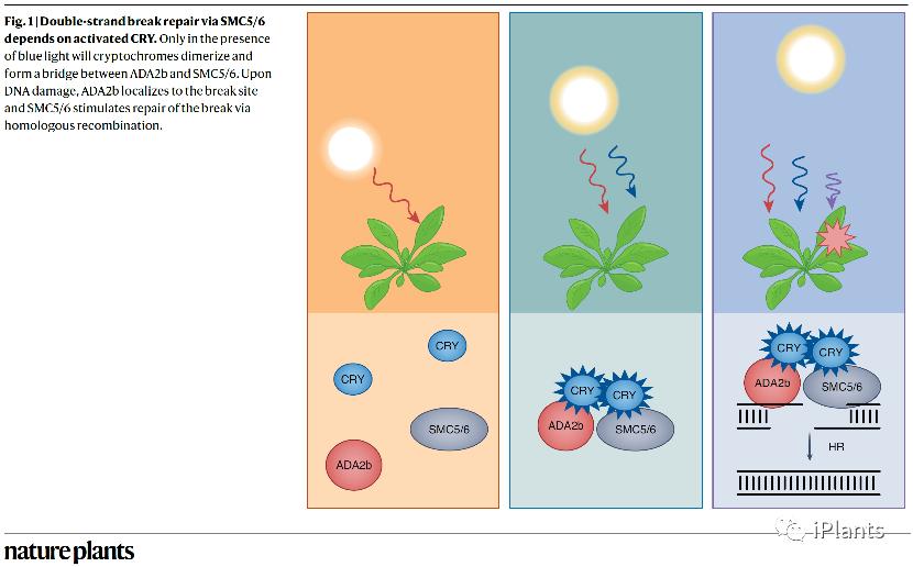 【NaturePlants】突破！上海师大揭示蓝光调控DNA修复新的途径