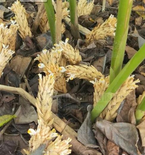 肉蔻与白豆蔻在香料中的区别,调料草寇和肉蔻有什么区别