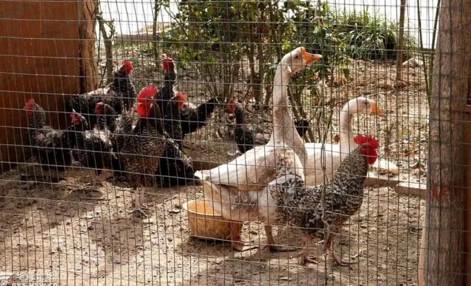 售卖家禽需要办理什么证件,养殖场鸡鸭出售时需要哪些检疫