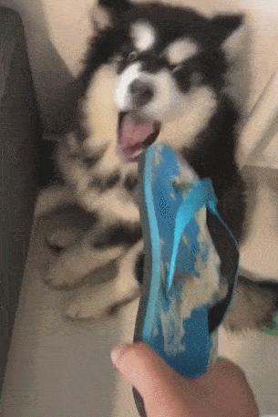 狗界暖男排名,狗界暖男德牧