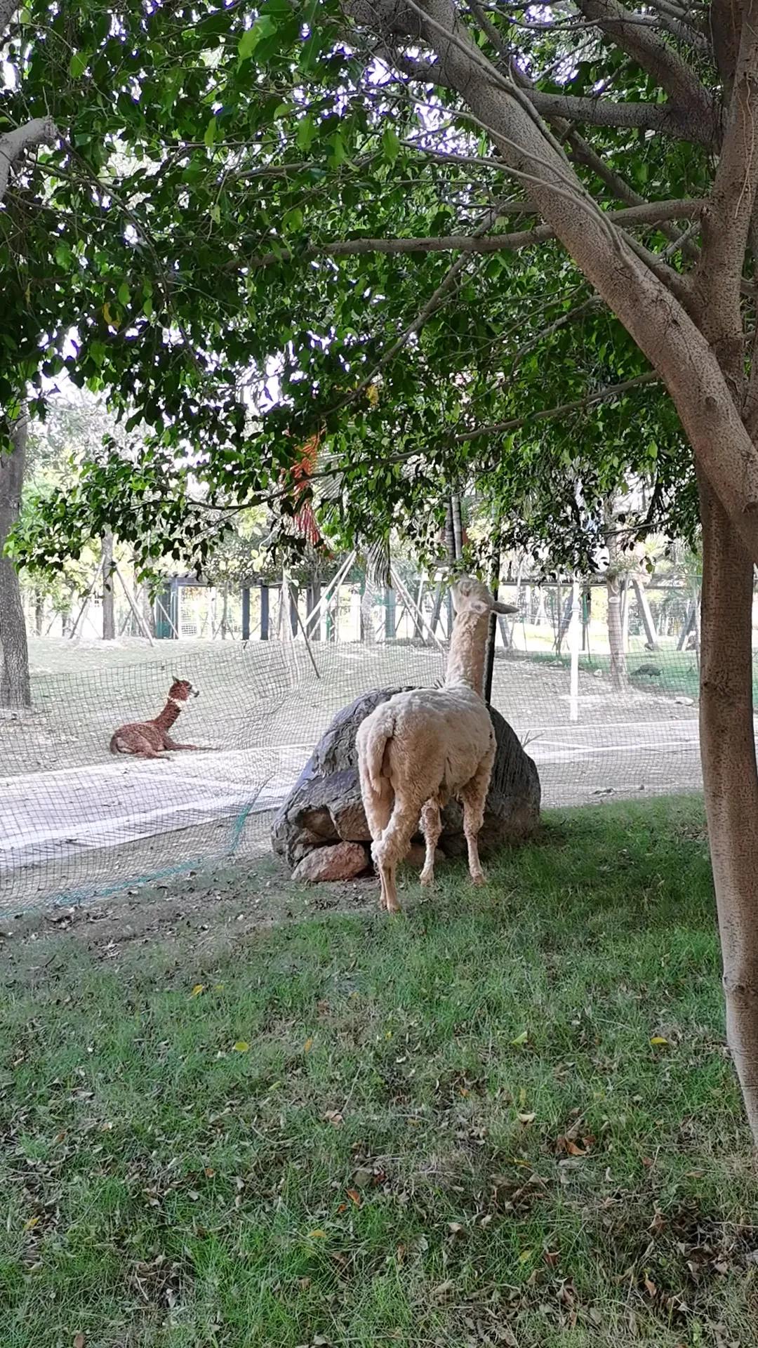 灵玲马戏团游玩感想,厦门灵玲马戏团有休息的地方吗