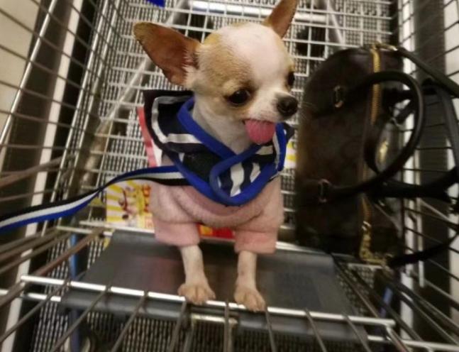 吉娃娃真实的面目,泰迪犬从万人迷变成万人恨