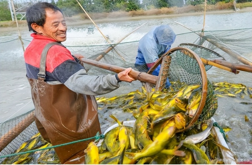 黄颡鱼病毒病怎么治,黄颡鱼烂身病防治方法