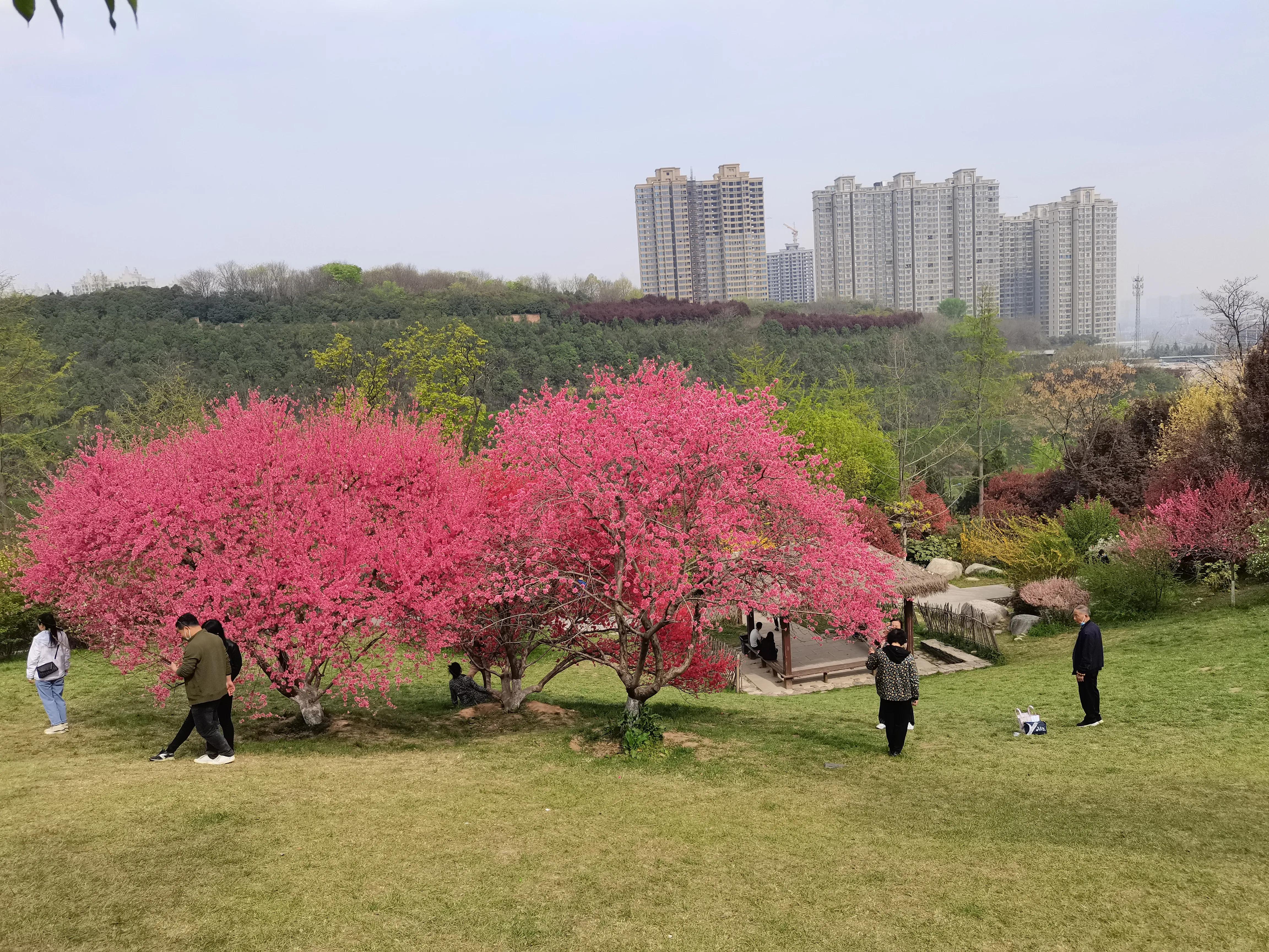 西安植物园春花怒放盛景,西安植物园海棠园