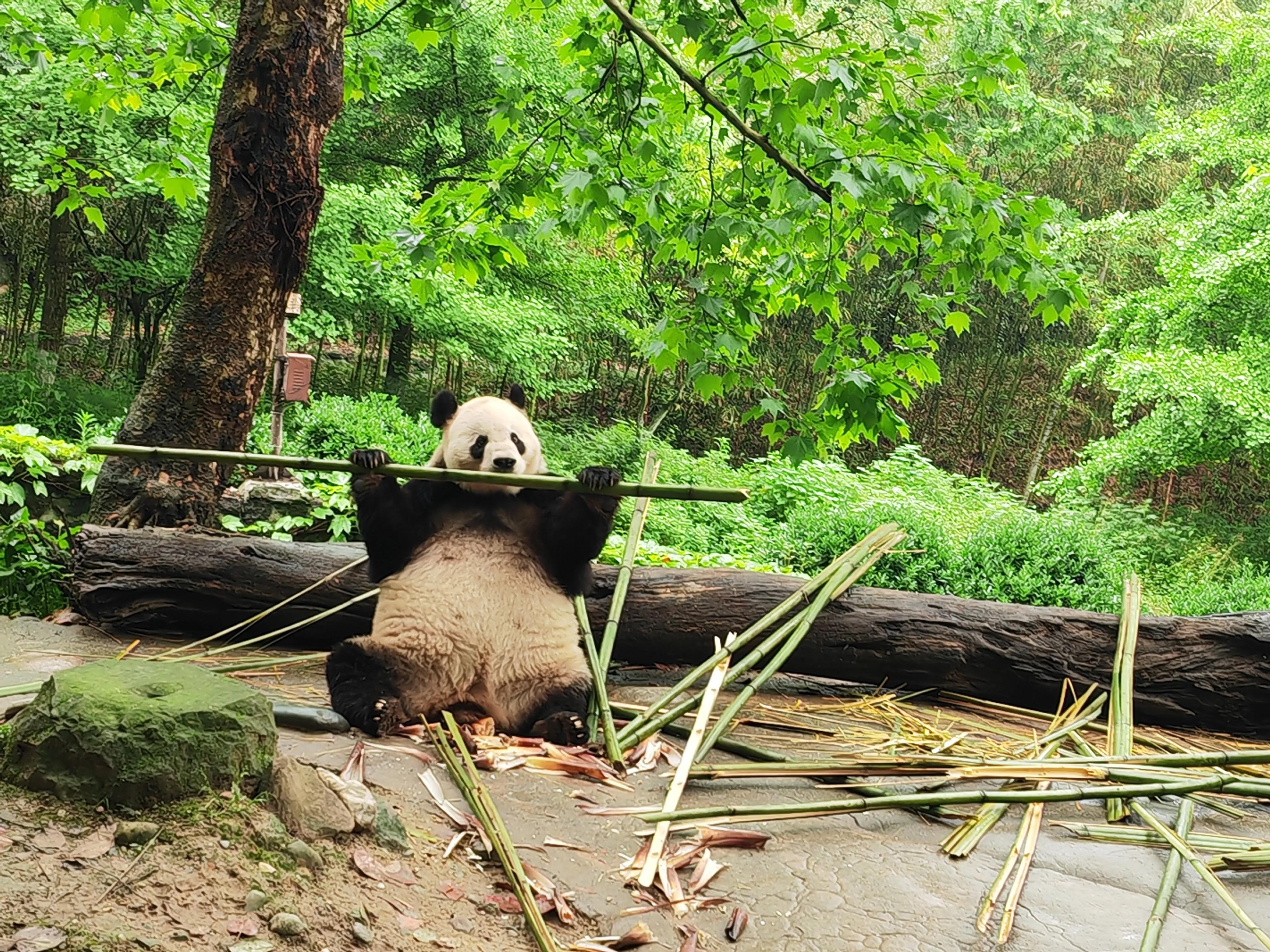 保险公司免费旅游骗局揭秘,免费体验旅游到底靠谱吗
