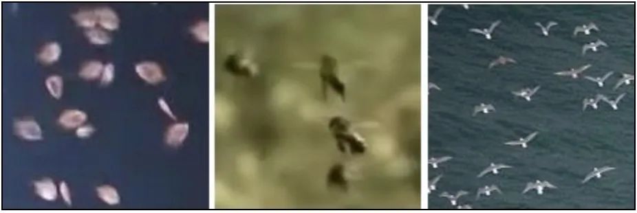 医学影像目标检测框架,开源数据集目标检测