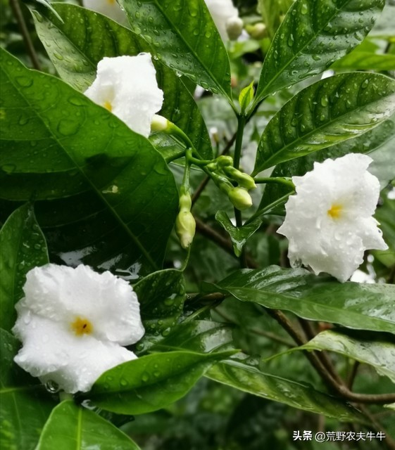 狗咬伤药,狗尾草治狗咬伤方法