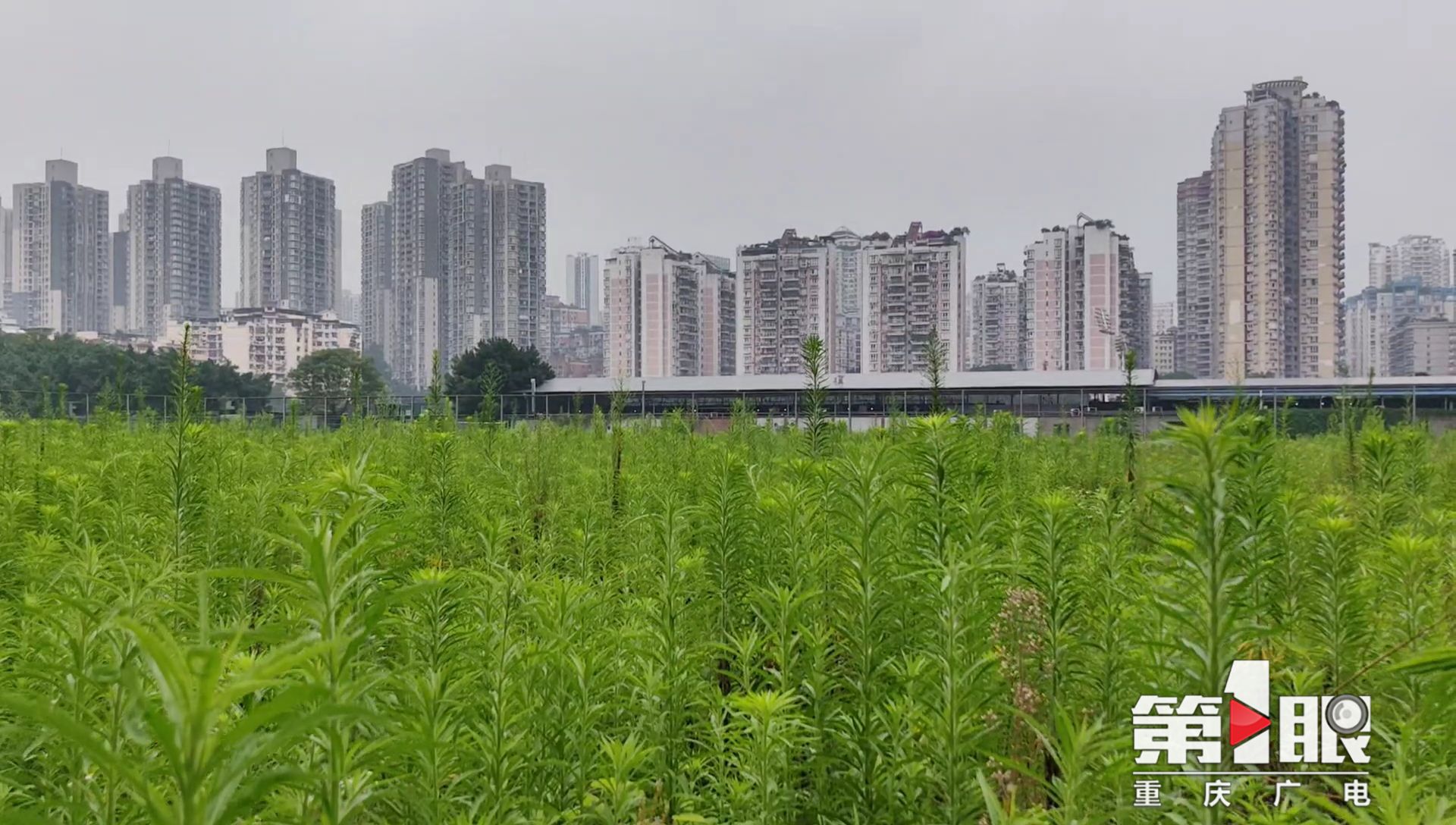 重庆两江竞技足球俱乐部在哪个区,重庆两江竞技俱乐部拆除建什么