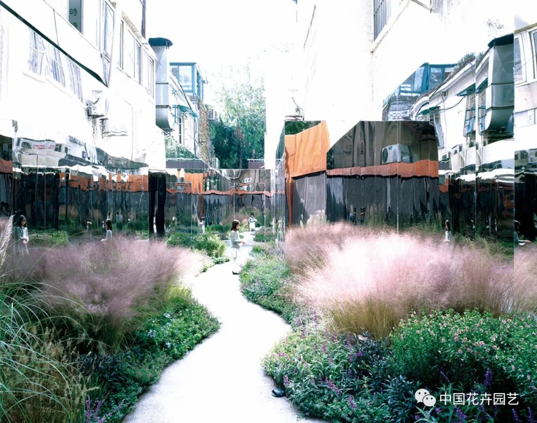 粉黛乱子草如何种植,粉黛乱子草12月份是不是该清理掉