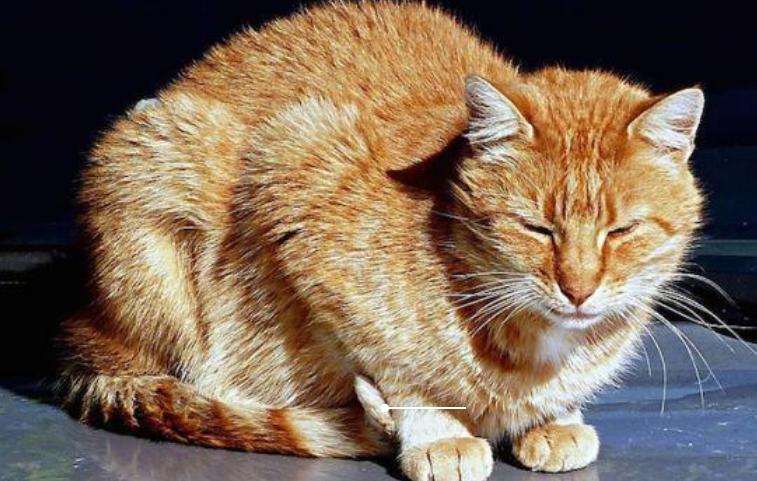 心系爱宠,猫咪拉稀带血有粘液是怎么了