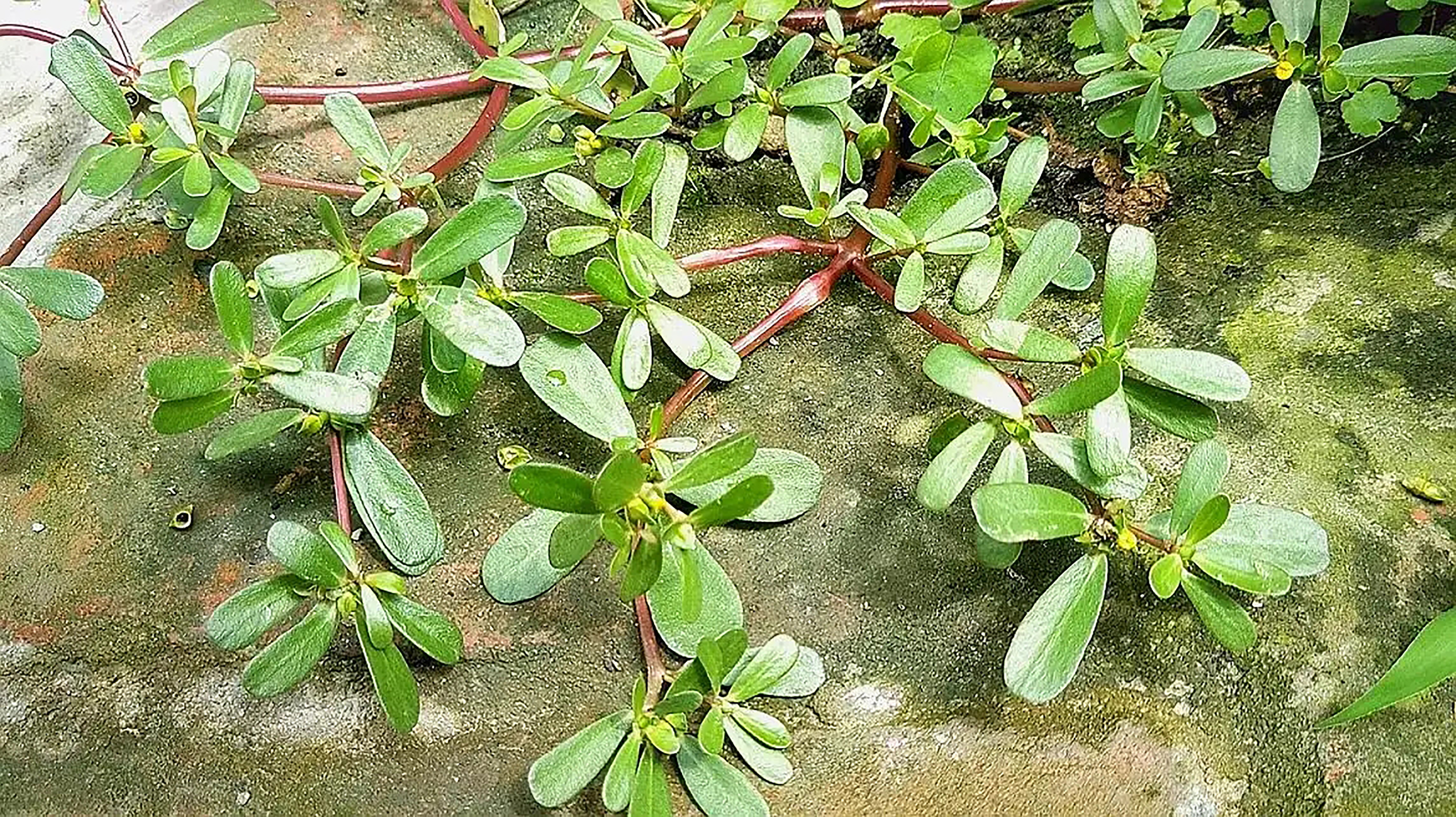 纯天然绿色食品马齿苋野菜美食,马齿苋是天然绿色食品