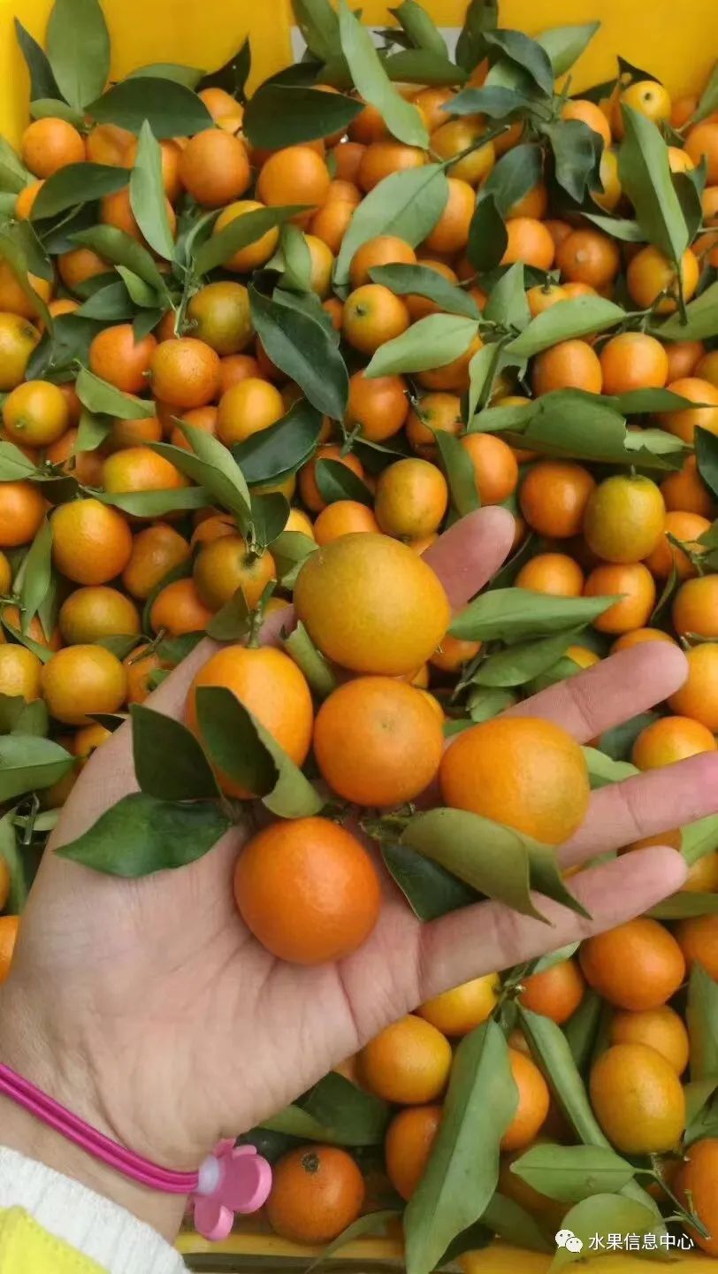 金桔产地视频,金桔多少个品种