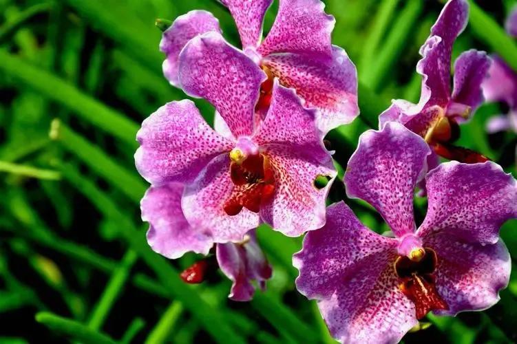 国色天香秀色可餐的美女 (秀色可餐与国色天香)