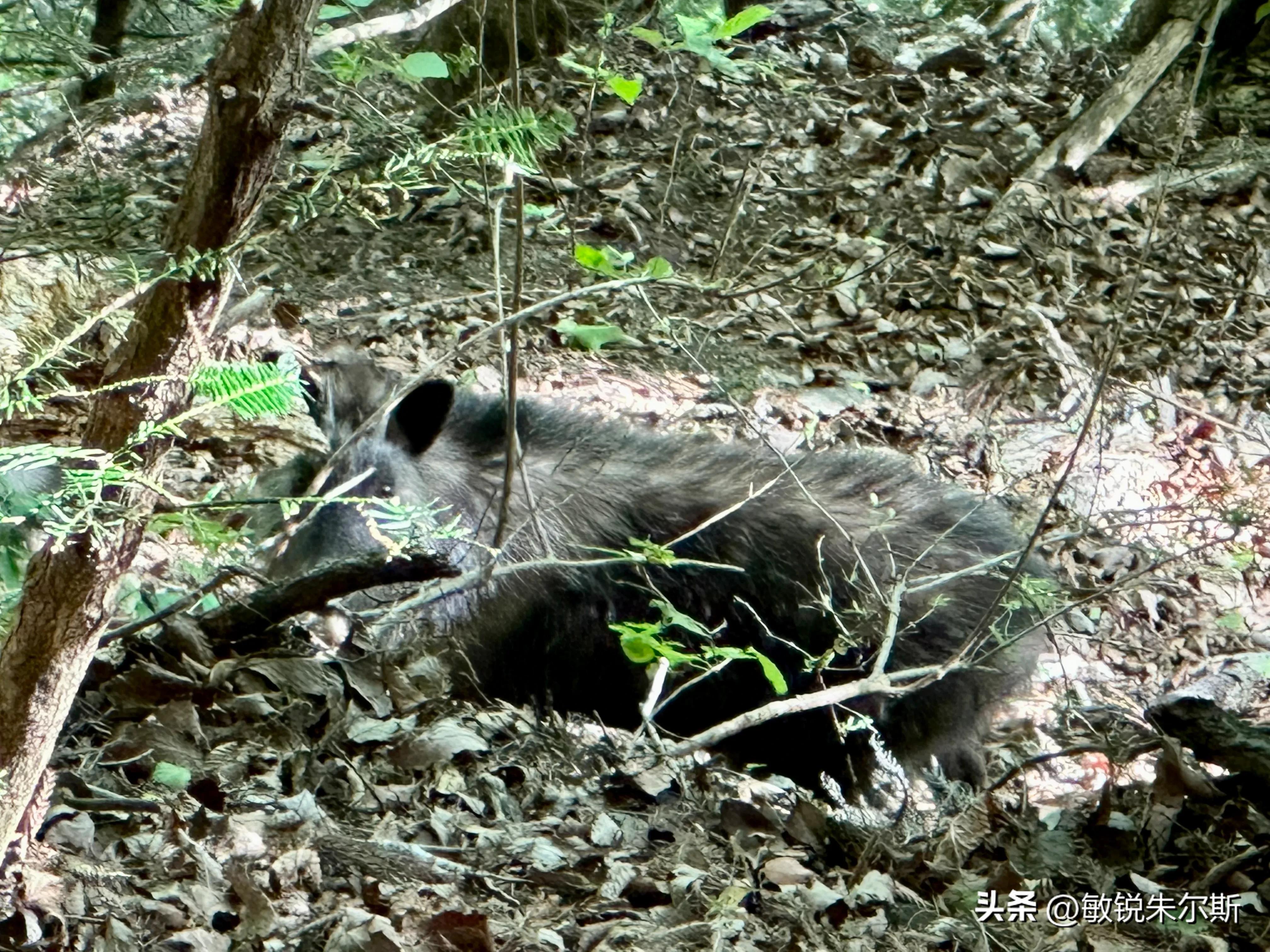 一个人记录生活在日本,记录一家人在日本日常