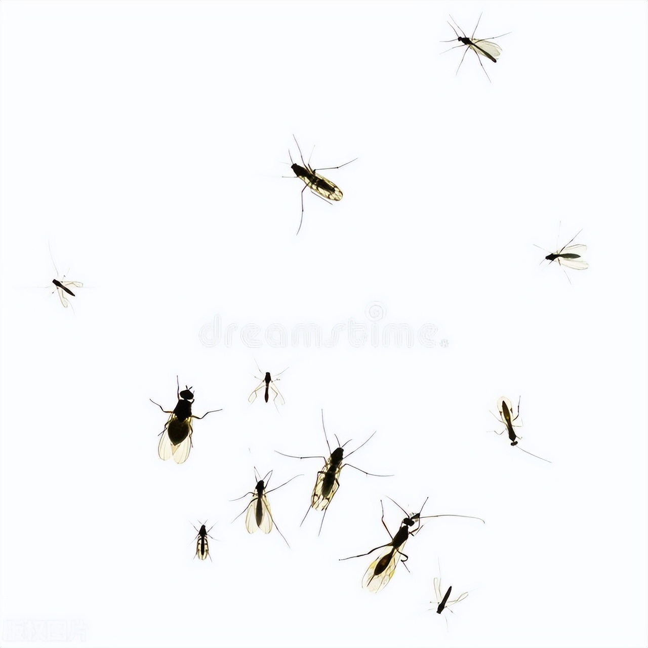 下雨后飞的大黑虫子,雨天虫子为什么喜欢往室内飞