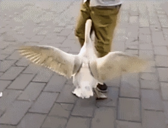 哪些鸟是猛禽,什么鸟属于猛禽