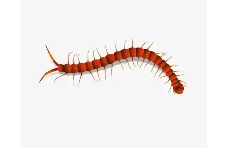 家里有条蜈蚣怎么防止它靠近,家里有蜈蚣怎么把它驱赶出去