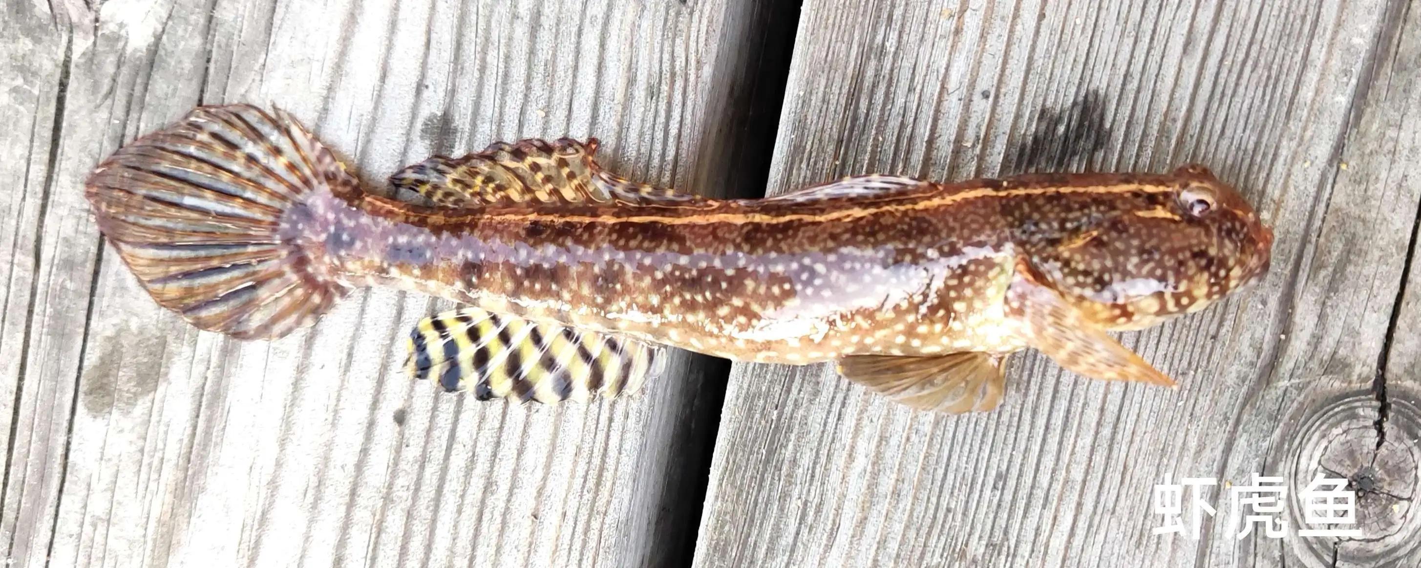 20种常见海鱼,十大常见野生海鱼