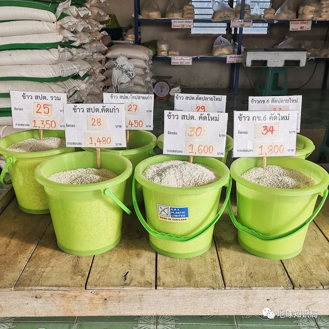 泰国米，从小吃到大|地球知识局