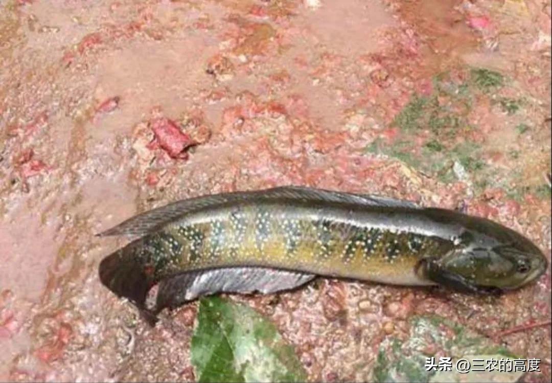 河鲜四大名鱼,最顶级的河鲜鱼