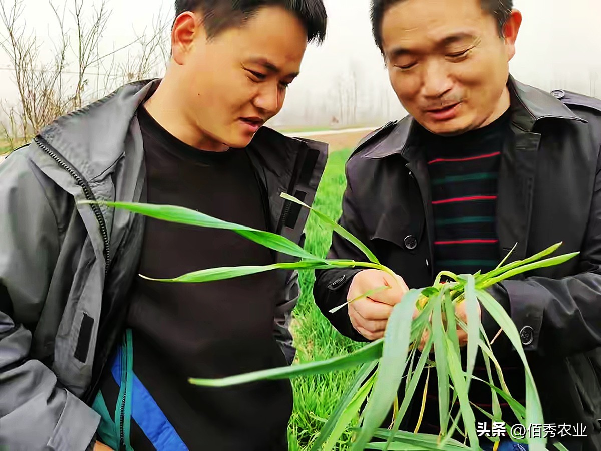 低调杀菌剂，功效却不可小觑，对土传病害优秀的噻呋酰胺你会用吗