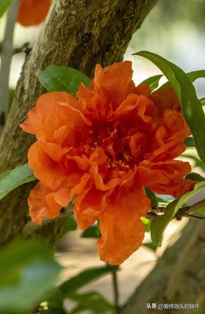 石榴花壁纸生如夏花,石榴花盛开的夏天