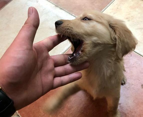 狗狗狂犬病发病的症状和表现,狗狗狂犬病发作的症状