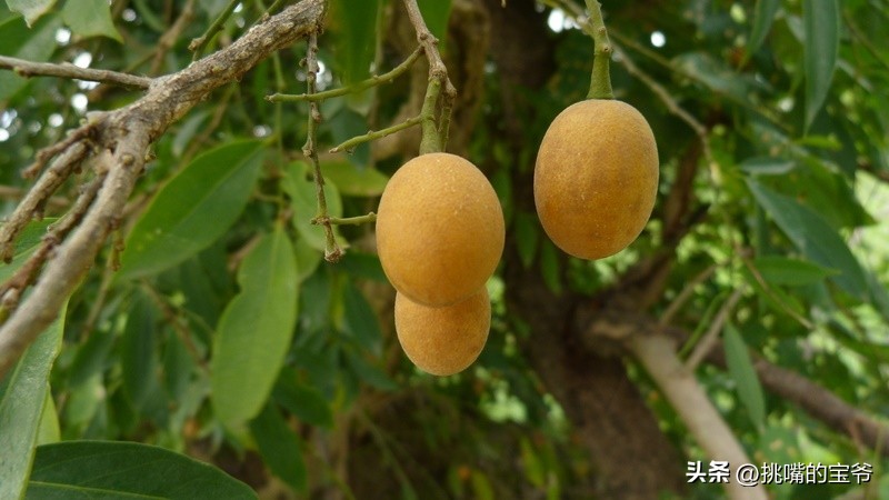 身处非洲，物种孤立进化的马达加斯加，各种奇瓜异果满岛飘香