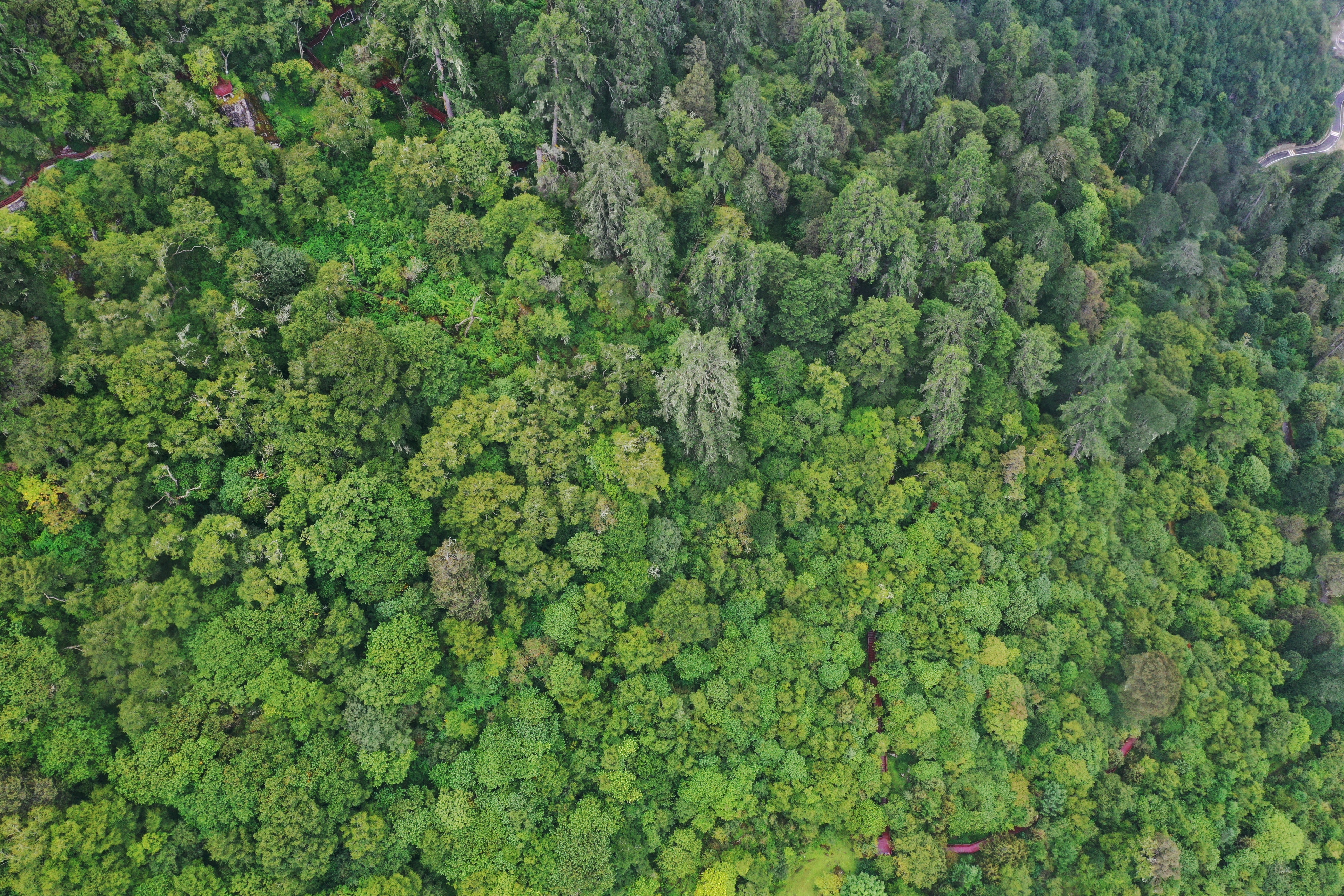 云南最高海拔的茶叶,海拔最高的茶叶产地在哪里