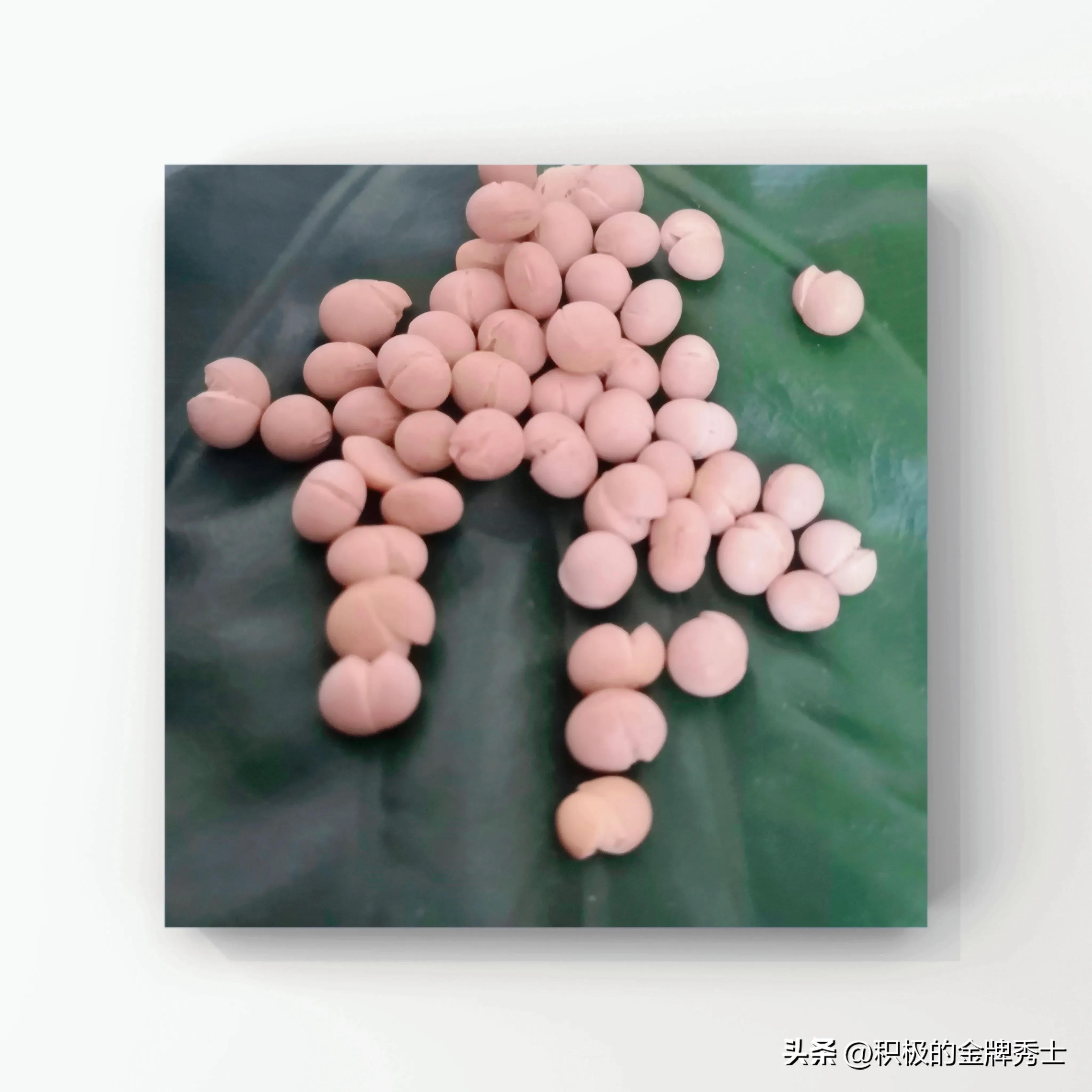 金堂作协「231期」散文|五谷之趣•黄豆