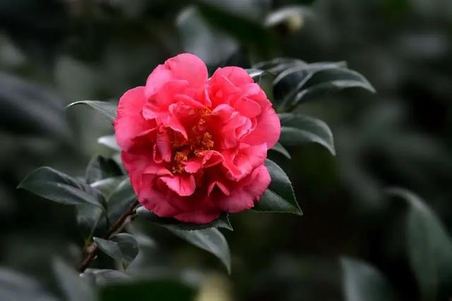 此花人称“赛牡丹”，比香薰还好闻，正值花期，值得花迷养护