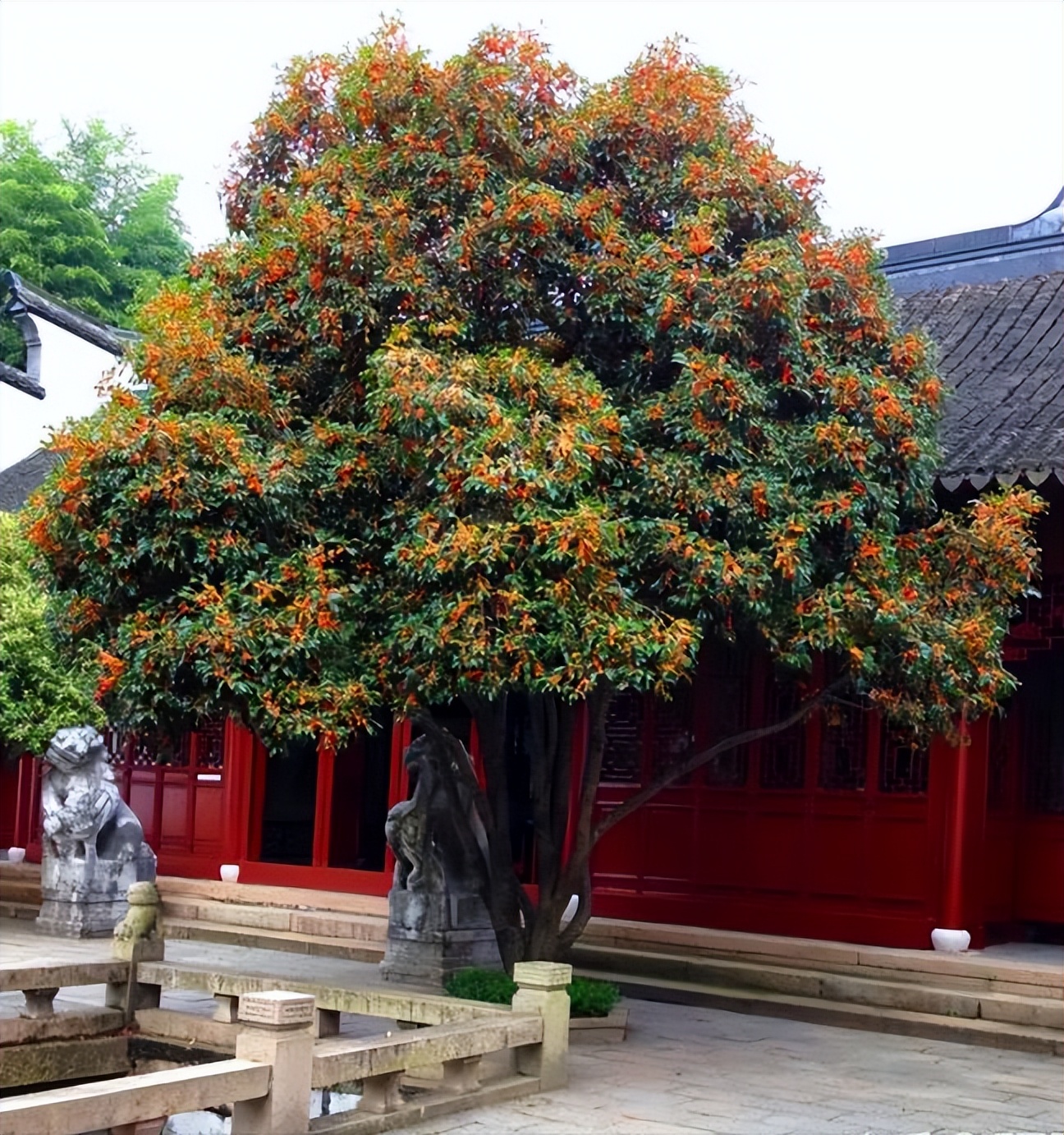 18种花卉的种子,100种最好养又好看的花