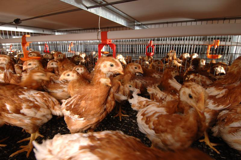 小鸡刚出生就被嚼碎当猫粮,上亿只刚孵化的小鸡被搅碎