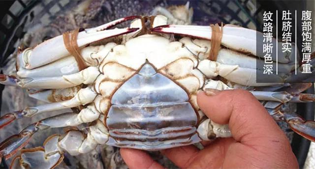 秦皇岛海鲜大比拼,秦皇岛一年四季的时令海鲜表