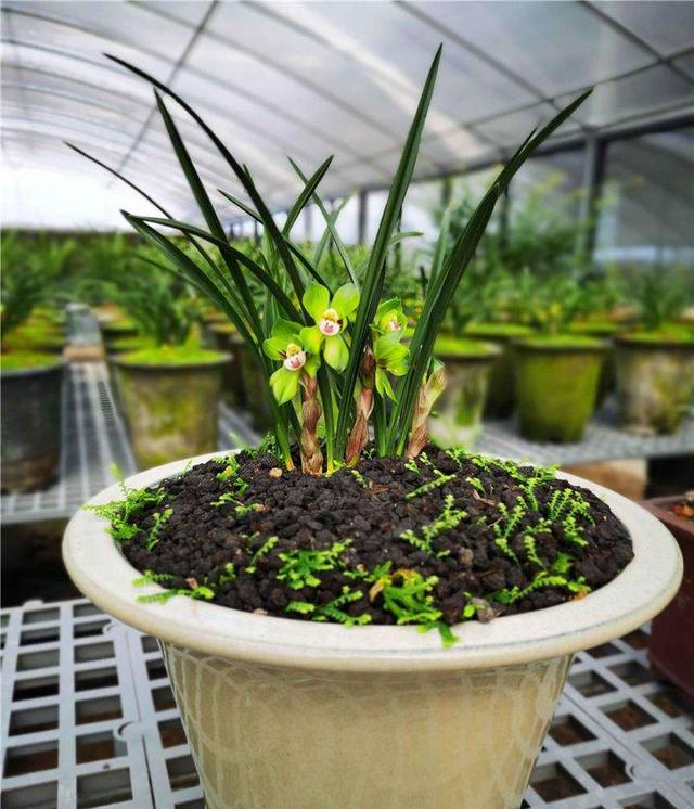 春兰皇后绿云引种苗图片,春兰皇后绿云来历