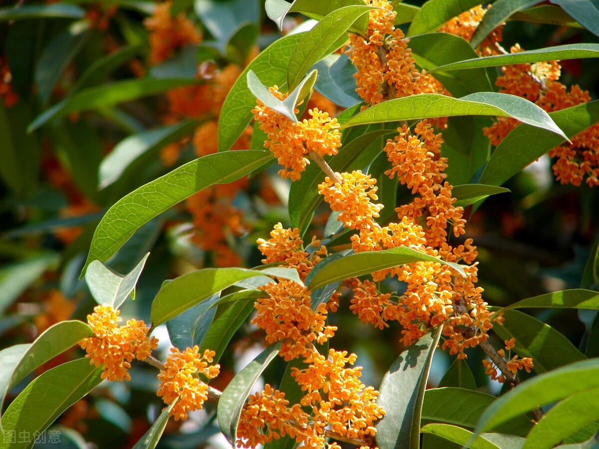 鲜咸酸辣酸甜分别都放什么调料,咸甜酸辣怎么做好吃