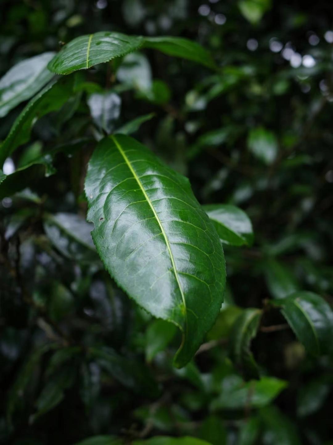 普洱茶惊艳的小产区,一张图看懂100个普洱茶产区