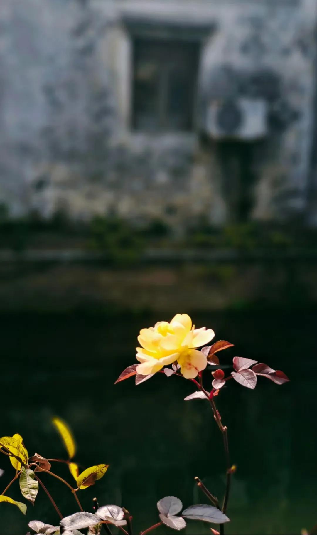 社日是几月几日,社日是由哪天计算的