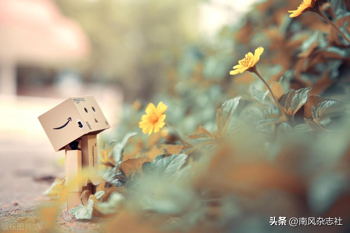 【光影佳年】海石花