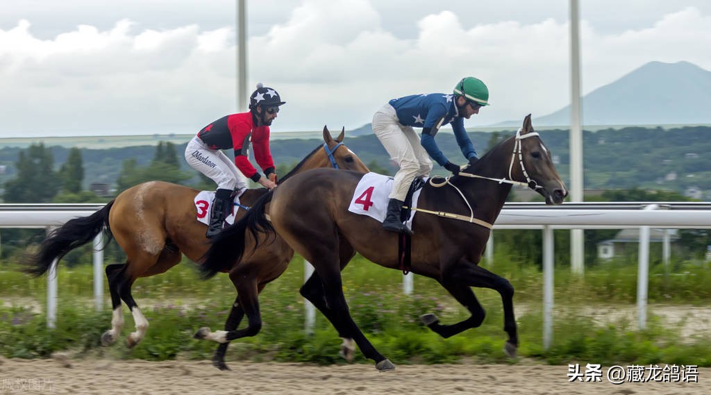 信鸽返祖遗传出一根白条,信鸽返祖现象主要表现