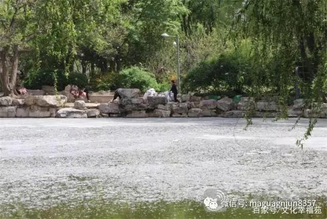 柳絮纷飞的古诗词,关于柳絮飞舞的古诗句