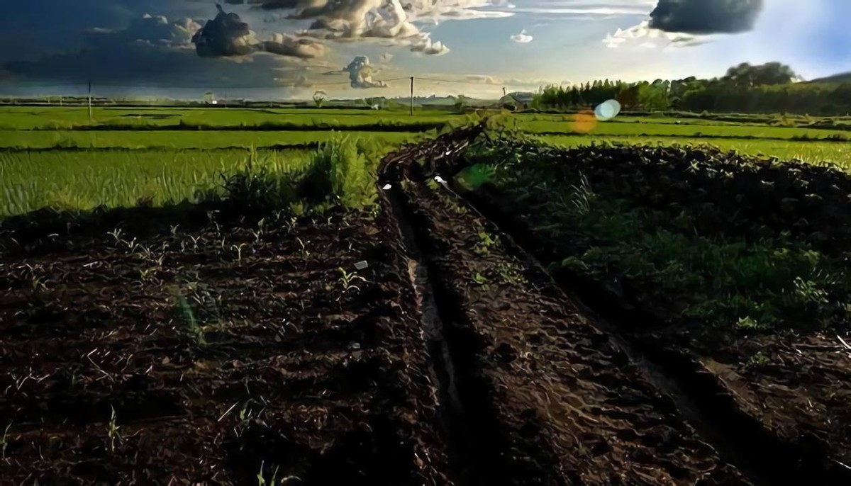 黑土为什么被称为土地中的大熊猫,野生大熊猫值钱吗