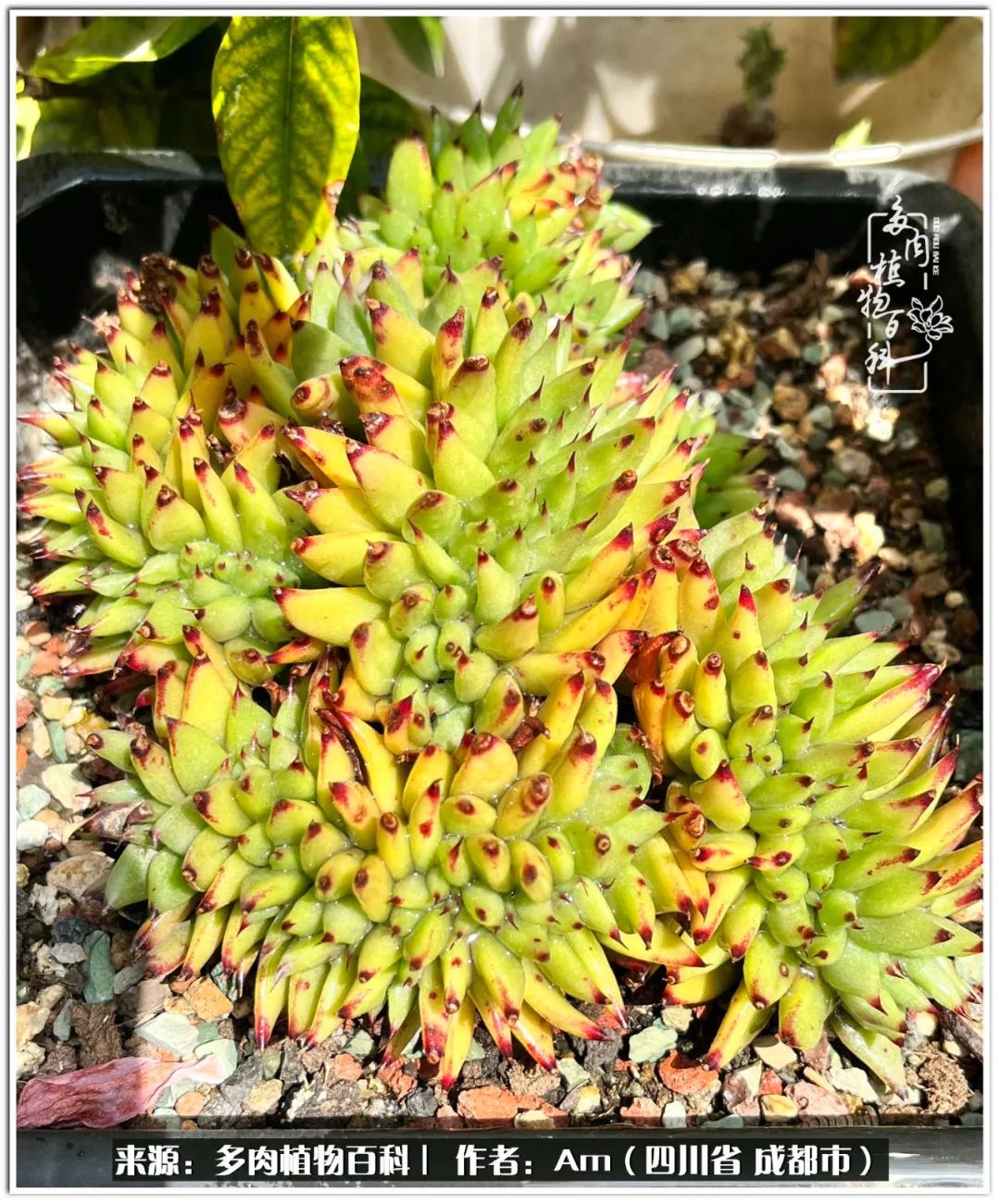 人间四月芳菲尽不负春光不负你,人间四月芳菲尽问春归何处