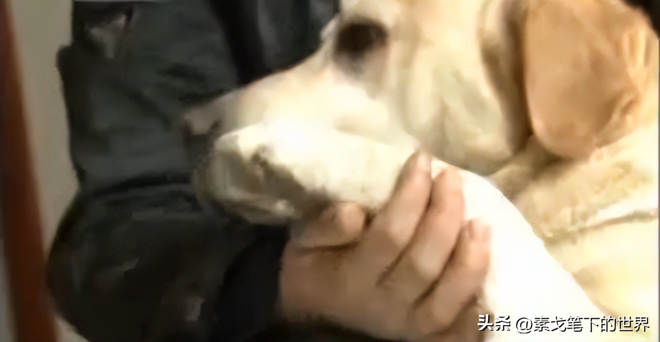 男子捡400只流浪狗,四川男子从路边捡来黑狗完整版