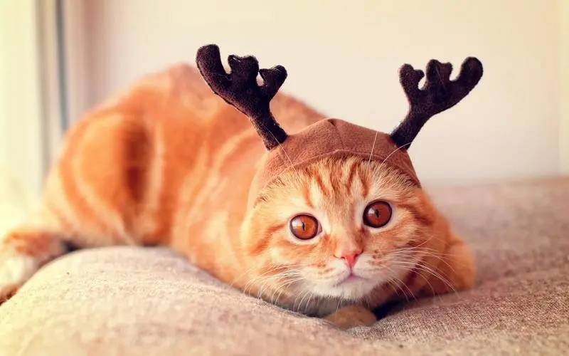 宠物专用空气净化器测评,猫用空气净化器哪个好