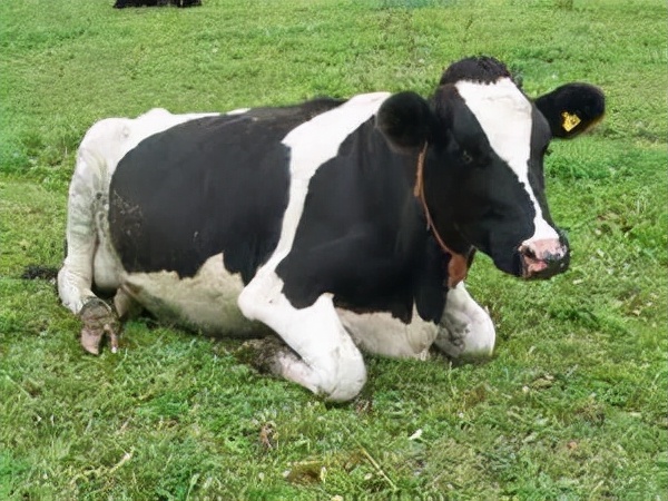 人类同类相食是怎么回事,人类基因有防止人吃人的吗